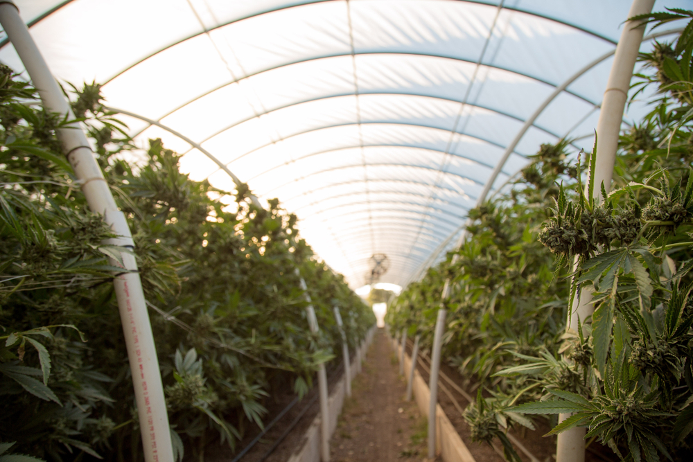 cannabis being grown in a sustainable and ethical method by organic techniques and materials