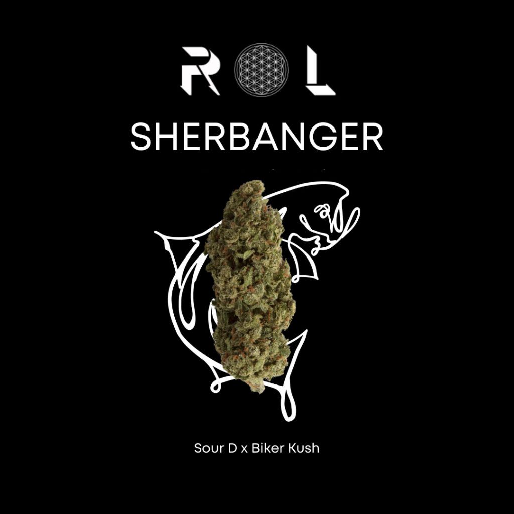 sherbanger hybrid sour d biker kush from rhythm of life organic cannabis in massachusetts