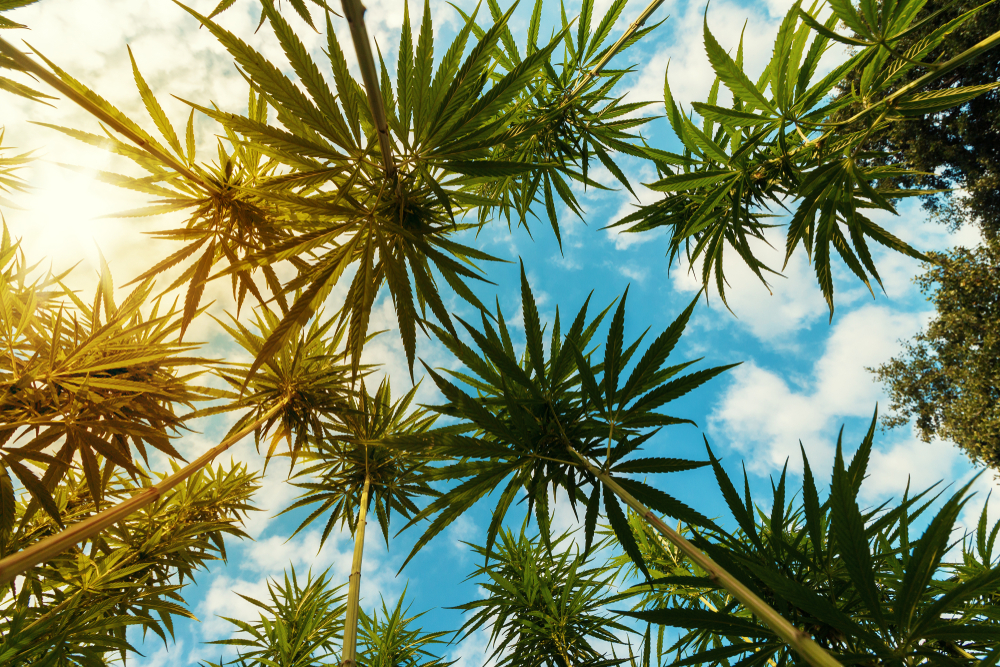 marijuana plants in the summer for dispensaries and smokers looking for new strains to enjoy the weather