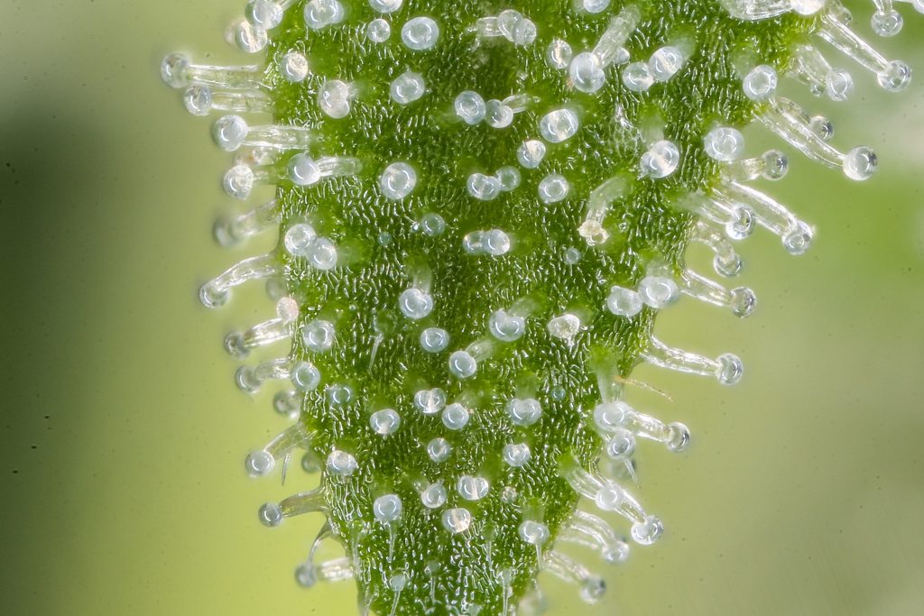 terpenes organic compounds found on cannabis marijuana organic plant strains for a unique characteristic profile