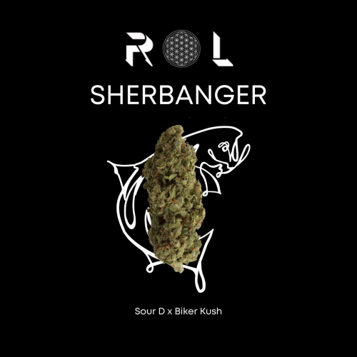 sherbanger hybrid sour d biker kush from rhythm of life organic cannabis in massachusetts