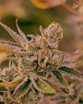 chocolate pie sativa rhythm of life organic cannabis available in massachusetts