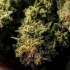 Drying,Natural,Marijuana,Flowers,Closeup.,Cannabis,Growing,,Harvest,Time.,Trimmed