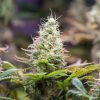gmo rootbeer cannabis organically grown by rhythm of life
