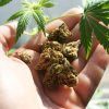 Marijuana,Stock,Photo,High,Quality
