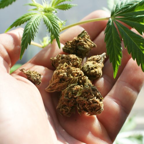 Marijuana,Stock,Photo,High,Quality